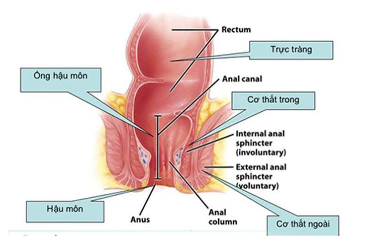 
Cơ vòng hậu môn gồm có 2 loại: cơ không tự chủ và cơ tự chủ
