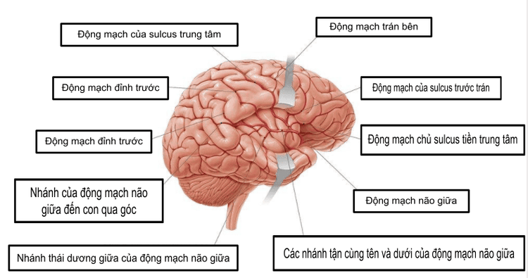 Khám Hội chứng Màng não: Hướng dẫn Toàn diện về Triệu chứng, Chẩn đoán và Điều trị