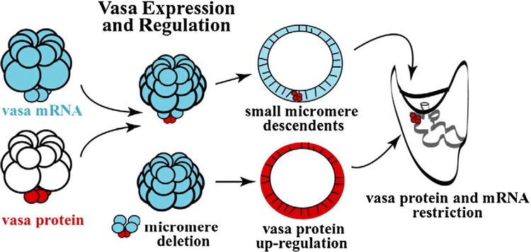 
Protein Vasa - thành phần thiết yếu của tế bào mầm
