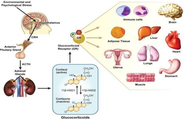 
Corticosteroid giúp điều trị bệnh hô hấp và kiểm soát nhiều chứng viêm khác nhau.
