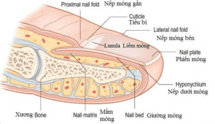 
Sinh thiết móng là một thủ thuật chẩn đoán rối loạn ở móng
