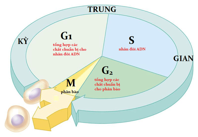 
Các tế bào tiến triển qua chu kỳ tế bào không được kiểm soát cuối cùng có thể hình thành các khối u ác tính
