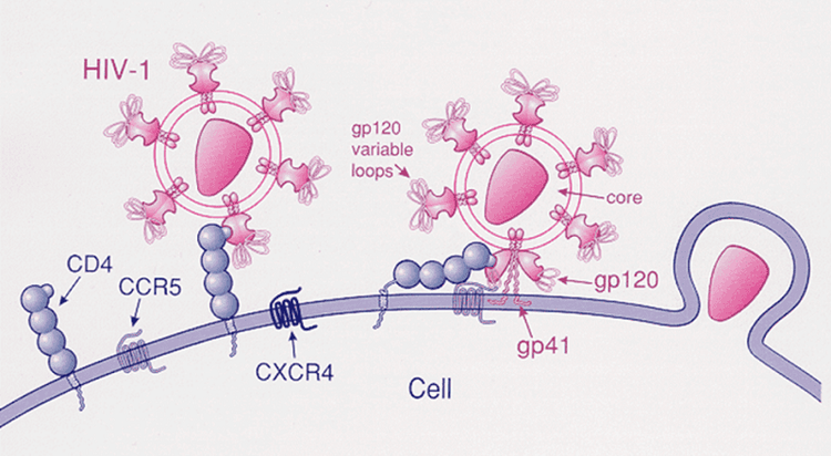 
Tế bào bạch huyết CD4 được xác định trên người bệnh nhiễm HIV
