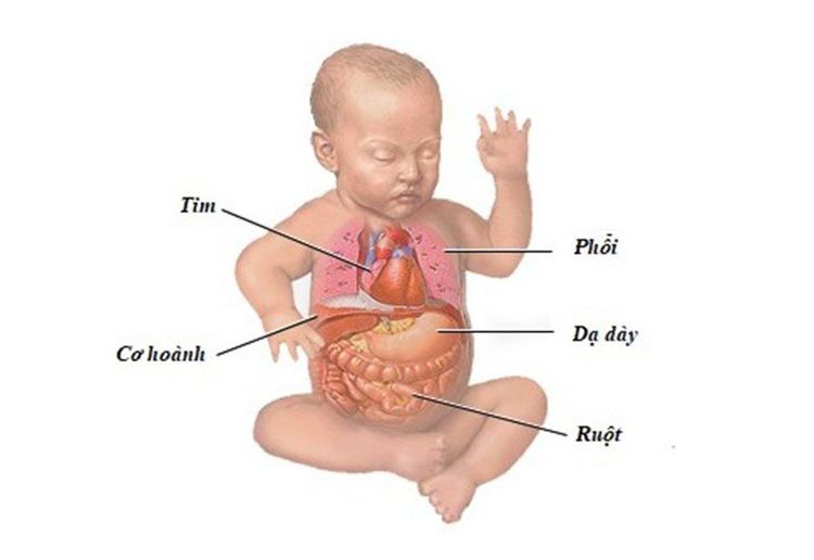 Hệ tiêu hóa còn quá non yếu và chưa ổn định dễ gây ra rối loạn tiêu hóa ở trẻ