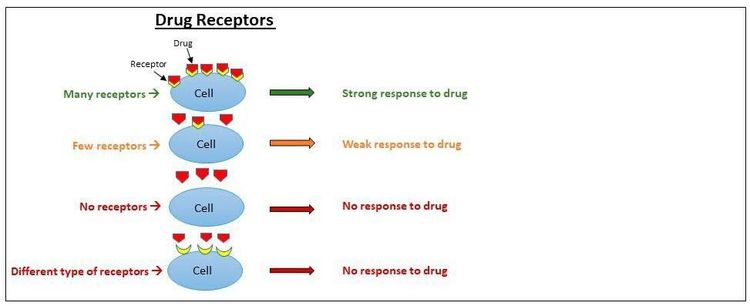 
Hoạt động của pharmacogenomics
