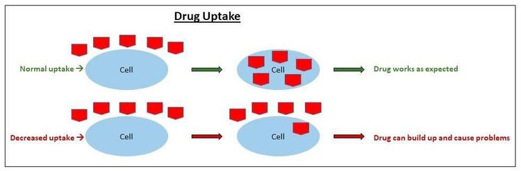 
Hoạt động của pharmacogenomics
