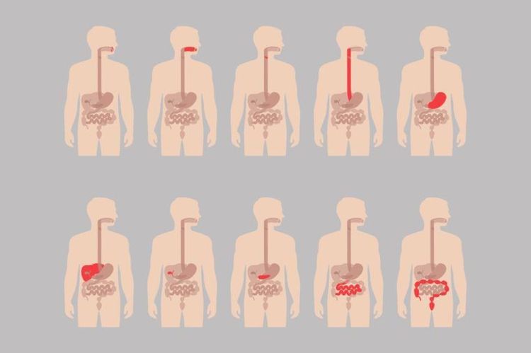 
Trong hệ tiêu hóa thời gian tiêu hóa sữa và một số loại thức ăn khác là không giống nhau
