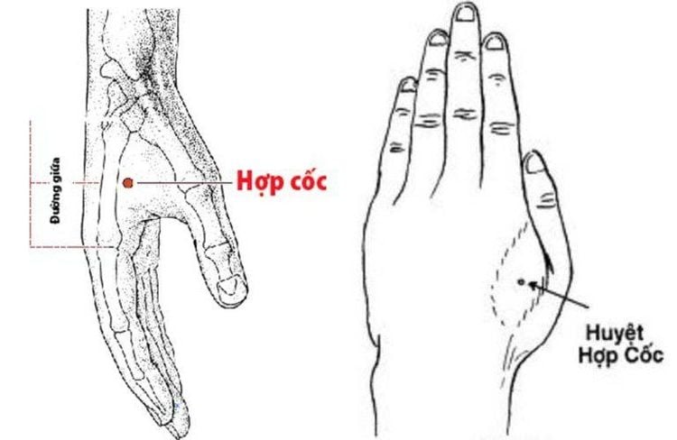 
Hình ảnh vị trí của huyệt hợp cốc
