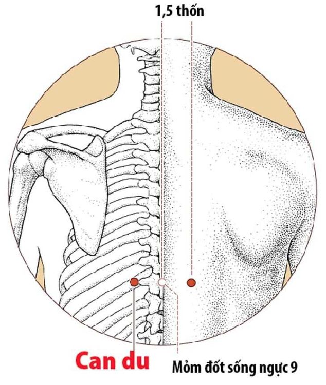 
Huyệt can du nằm ở phía dưới gai sống lưng thứ 9
