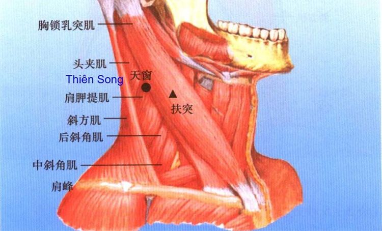 
Vị trí huyệt thiên song
