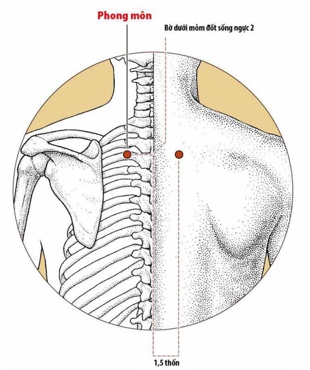 
Vị trí huyệt phong môn là nằm ở 2 bên xương sống phía dưới đốt sống lưng thứ 2, đo ngang ra 1.5 tấc
