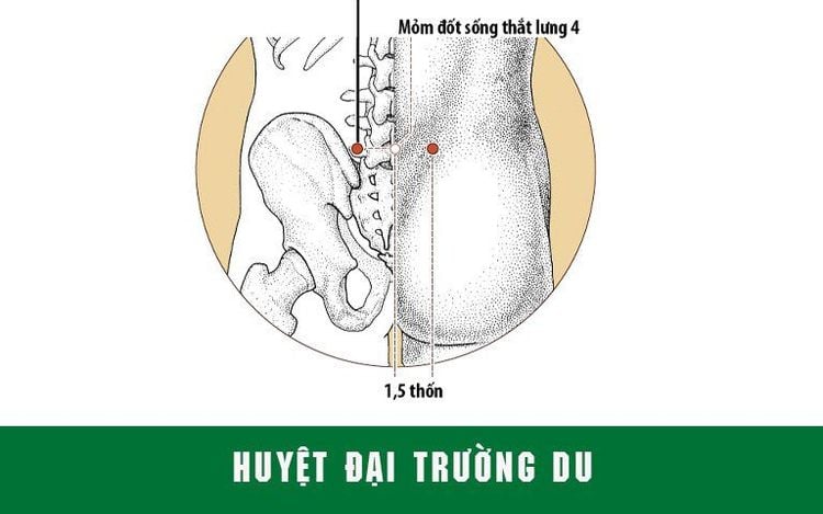 
Huyệt đại trường du được quan sát thấy ở hõm giữa các đốt sống, nằm ngang với hai mào chậu.
