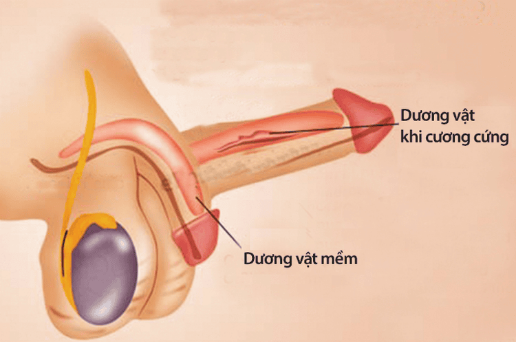 
Chiều dài dương vật còn phụ thuộc vào nhiều yếu tố khác nhau của nam giới
