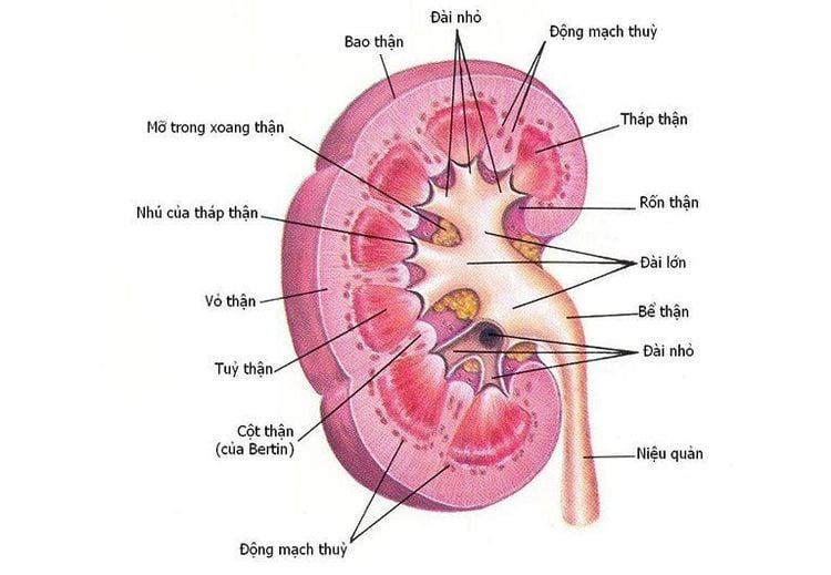 
Hình ảnh giải phẫu thận
