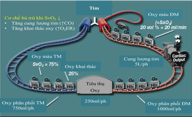 Applications of PiCCO technique in the treatment of Shock