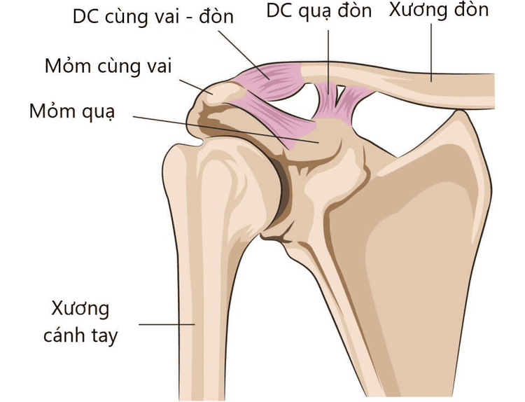 
Khớp cùng vai đòn là một khớp động dạng phẳng cho phép chúng trượt lên nhau một cách hạn chế
