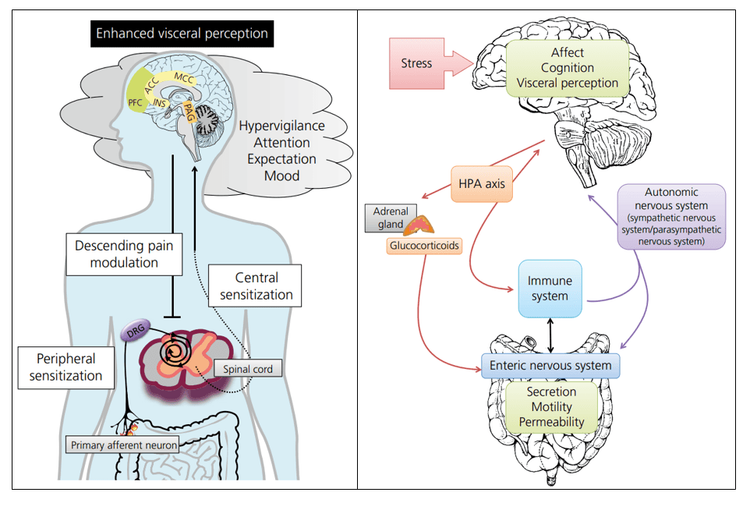 A. Tăng nhạy cảm nội tạng do tăng nhạy cảm ngoại biên, trung ương và giảm khả năng điều tiết cơn đau. B. Trục não ruột, trục hạ đồi, tuyến yên, tuyến thượng thận, hệ miễn dịch và hệ thần kinh trung ương và những thay đổi ngoại biên cùng tham gia trong trao đổi tín hiệu phức tạp giữa não và ruột