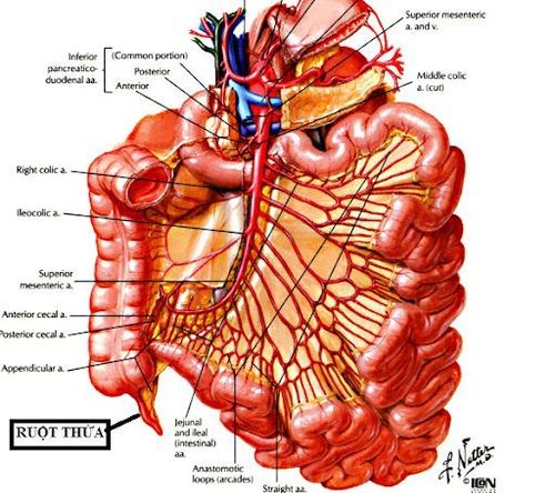 
Vị trí ruột thừa trong hệ tiêu hóa.
