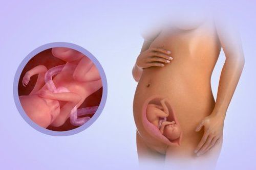 Find out the development of the fetus at 21 weeks of age