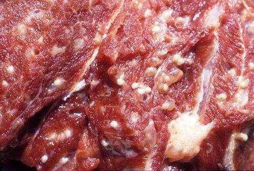 Sử dụng thịt lợn nấu chín nhiễm sán gạo có sao không?