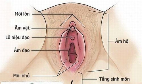 
Vị trí tầng sinh môn
