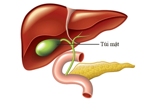 Tiêu chuẩn chẩn đoán rối loạn chức năng túi mật và cơ vòng Oddi