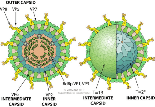 
Rota virus
