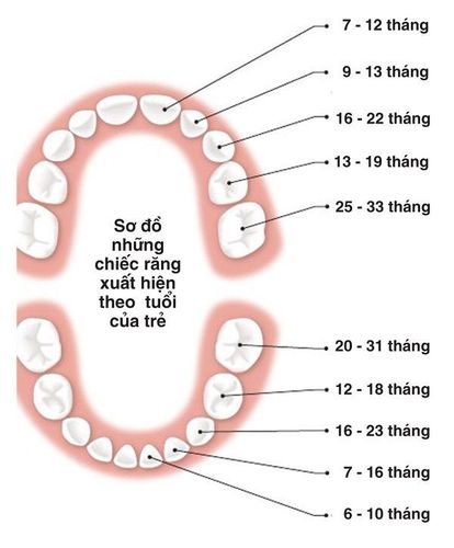 
Sơ đồ trình tự mọc răng của bé mẹ cần biết.
