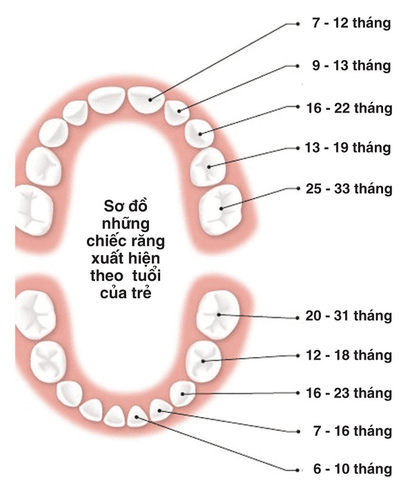 
Sơ đồ trình tự mọc răng của bé mẹ cần biết.
