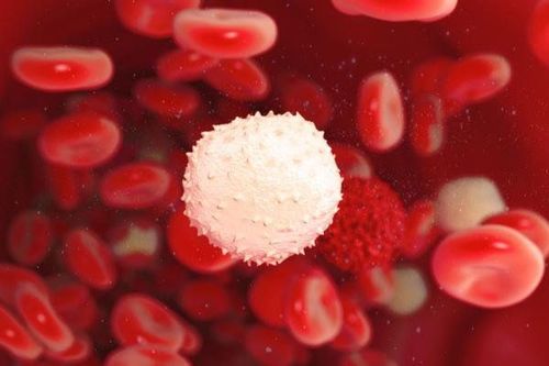 
Bạch cầu ái toan Eosinophils là một trong những thành phần của bạch cầu được sản sinh từ tủy xương
