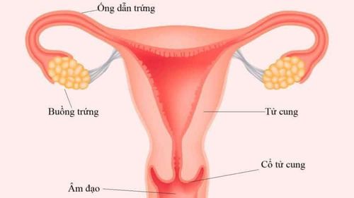 Fallopian tube blockage: causes of infertility