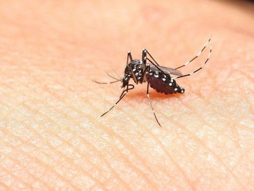 10 common mosquito-borne diseases