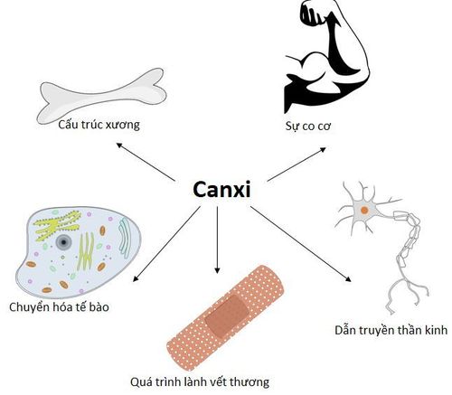 
Vai trò của Canxi trong cơ thể
