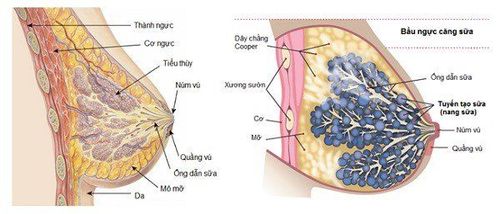 
Cấu tạo tuyến sữa.
