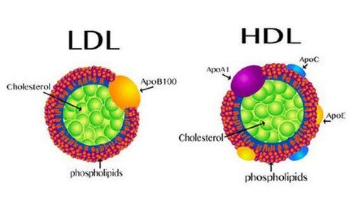 
HDL cholesterol vốn được coi là một loại cholesterol “tốt” vì nồng độ cao của HDL có khả năng bảo vệ và chống lại những cơn đau tim cấp
