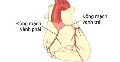 What is the role of coronary arteries in the body?