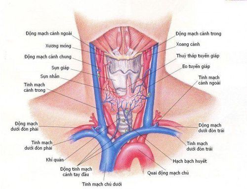 Common diseases of the thyroid gland and how to treat it