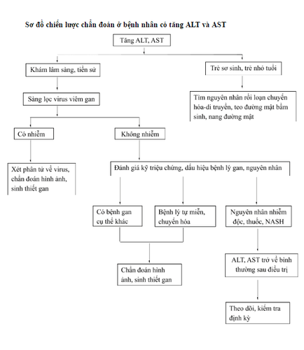 Role and function of liver enzymes - Causes of elevated liver enzymes (Part II)