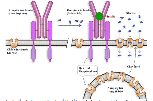 
Insulin gắn vào Receptor trên màng tế bào để hoạt hóa đưa glucose từ bên ngoài vào trong tế bào.
