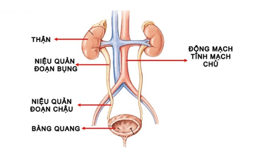 
Hậu như thuốc cản quang được đào thải qua hệ tiết niệu
