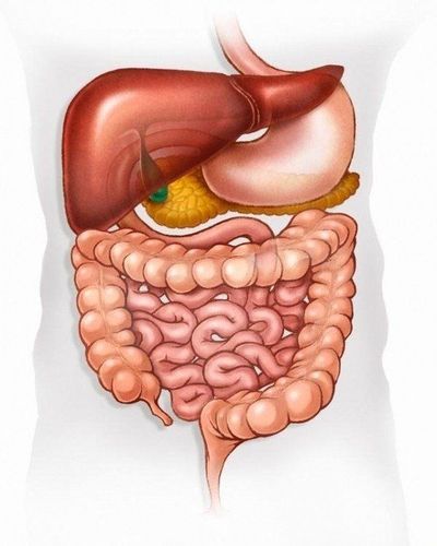 
Nội soi tiêu hóa được sử dụng để tầm soát ung thư, tiền ung thư
