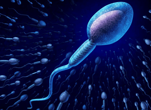 At what temperature should sperm be stored?