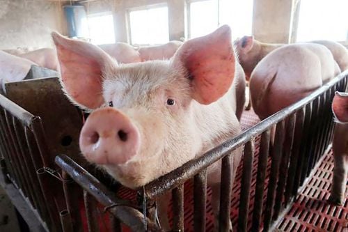 Can African swine fever meat be distinguished by the naked eye?