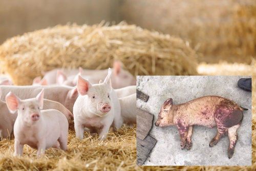 Characteristics of African swine fever and its impact on human health