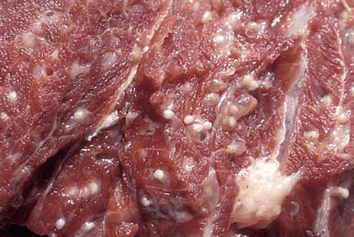 Does eating pork infected with tapeworm have any effect?