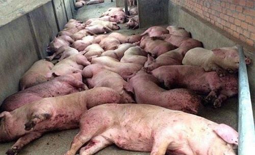 African swine fever has spread to 34 provinces