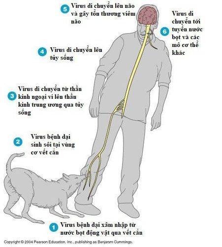 
Virus di chuyển dọc theo dây thần kinh đến tủy sống và não
