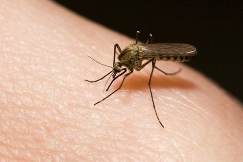 Quanh vết muỗi đốt nổi mụn đỏ có phải dấu hiệu sốt xuất huyết không?