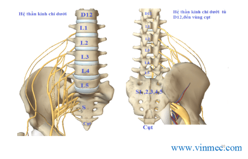 
Phương pháp Tác động cột sống tại Vinmec không sử dụng châm cứu, không dùng thuốc đông y hay bất kỳ loại thuốc giảm đau, giãn cơ nào
