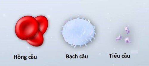 What is the normal number of platelets in the body?